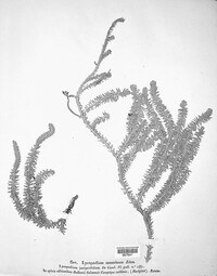 Spinulum annotinum image